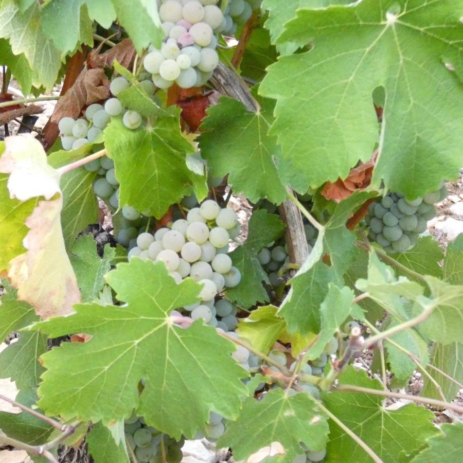 "La Veranda" Gite Verdigny Zewnętrze zdjęcie